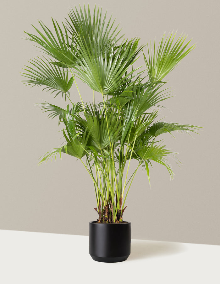 Extra Large (5'-6' tall) / Mexia (13" wide) / Black
