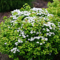 Glow Girl® Birchleaf Spiraea