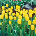 Golden Apeldoorn Darwin Hybrid Tulip