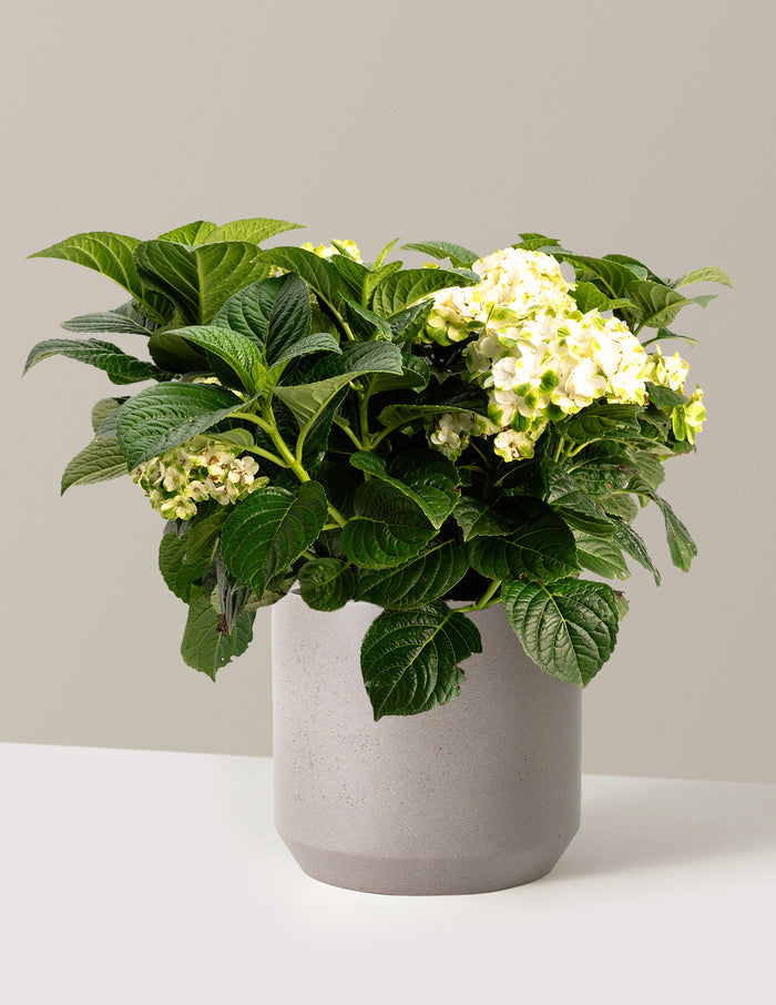 bundle | 3 Gallon | Mexia | Cement Grey