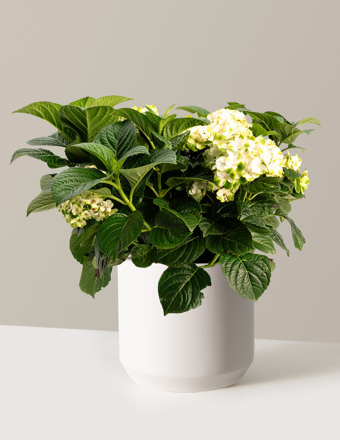 3 Gallon / Mexia / Cream