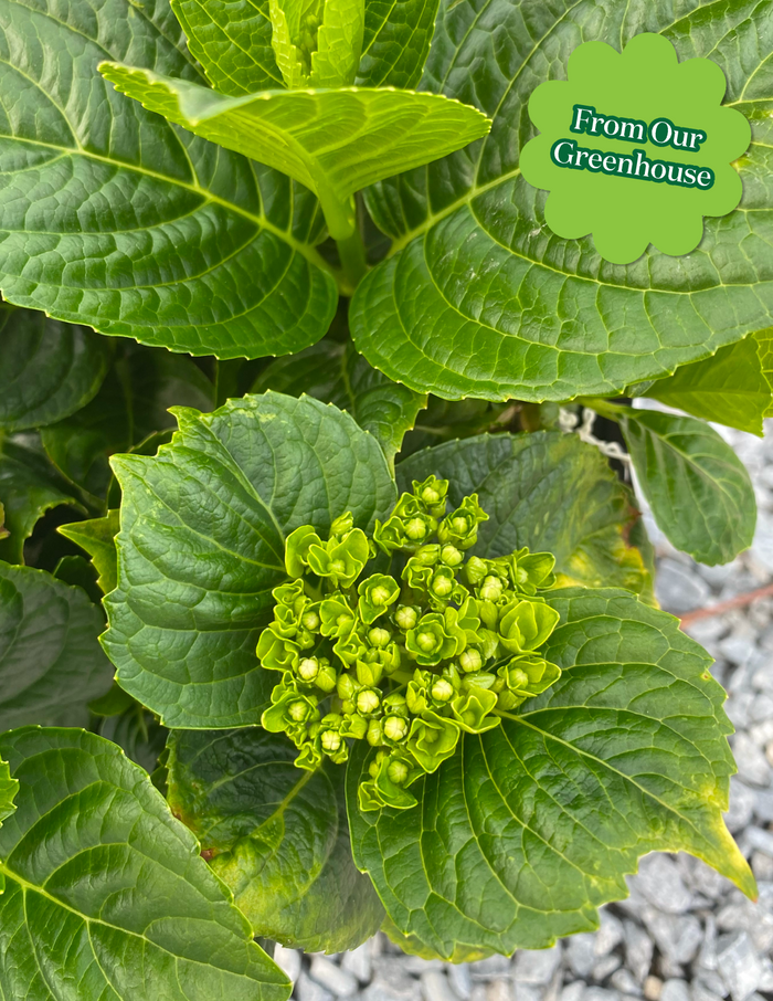 Grin and Tonic™ Reblooming Hydrangea