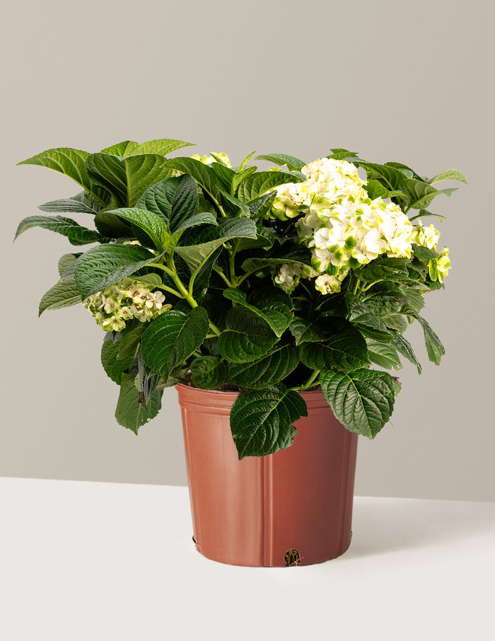 bundle | 3 Gallon | Grow Pot