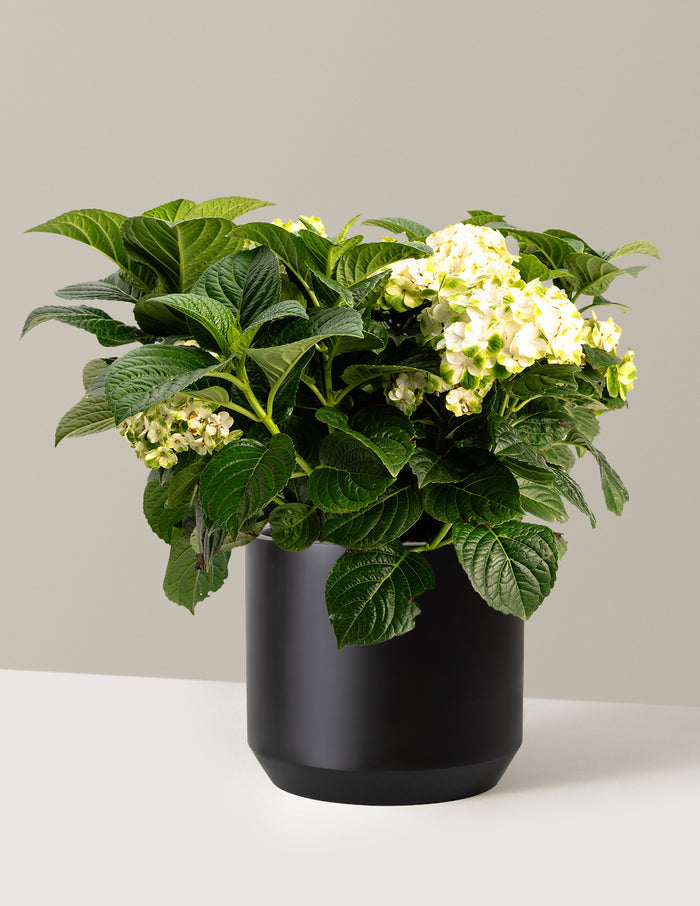 3 Gallon / Mexia / Black