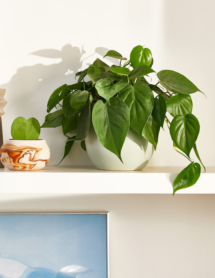 Heartleaf Philodendron Hanging Basket