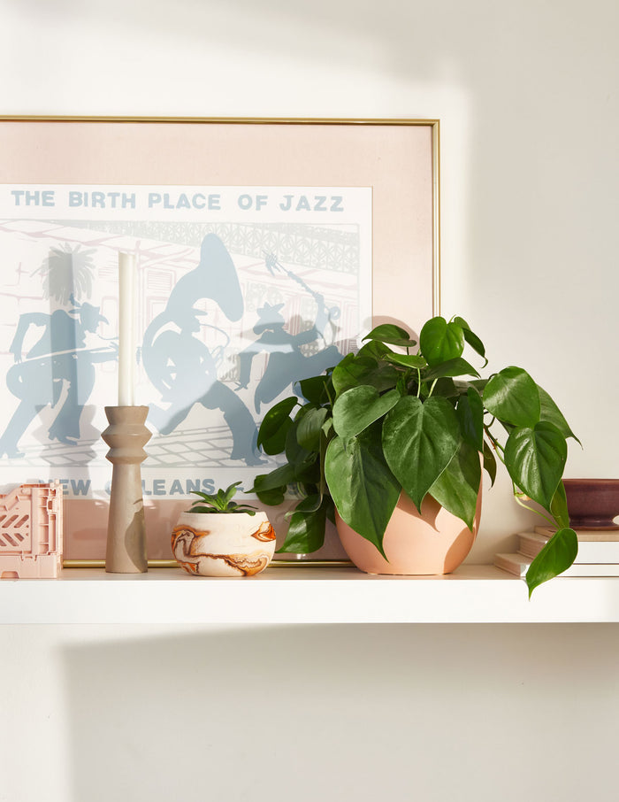 Heartleaf Philodendron Hanging Basket