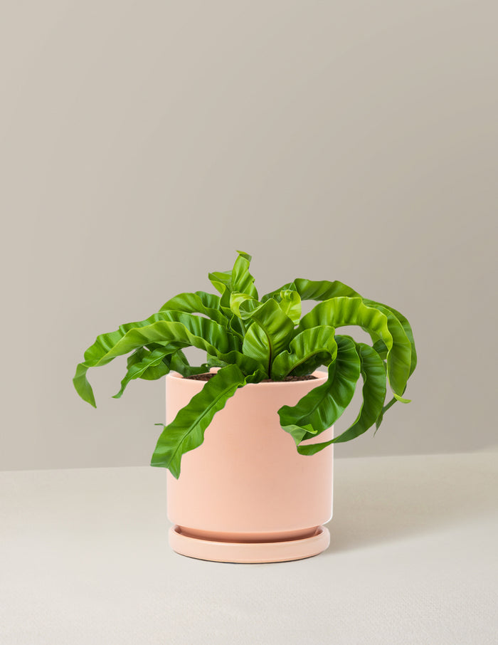 Medium (5-9" tall) / Isabella (6.25" wide) / Blush