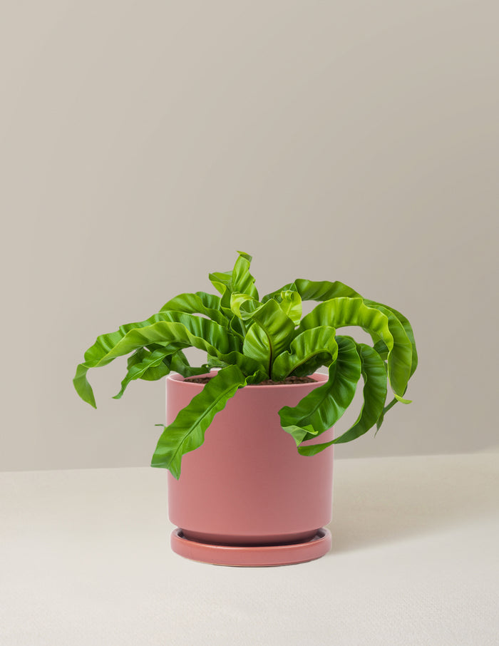 Medium (5-9" tall) / Isabella (6.25" wide) / Dusty Rose