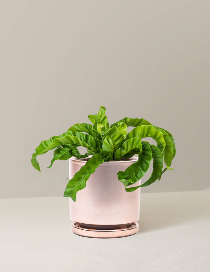 Medium (5-9" tall) / Isabella (6.25" wide) / Rose Gold