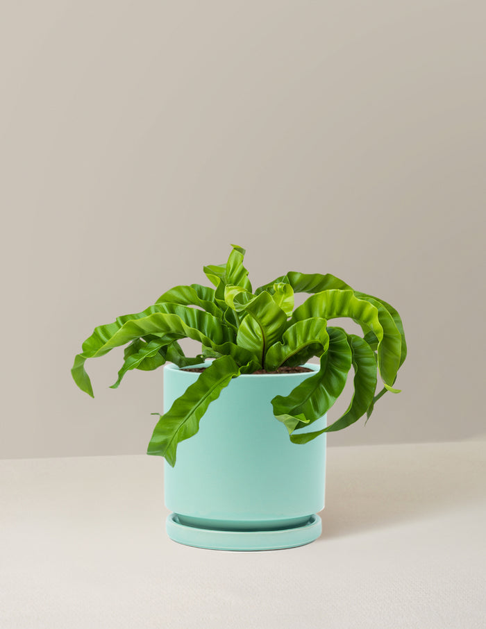 Medium (5-9" tall) / Isabella (6.25" wide) / Sea Glass
