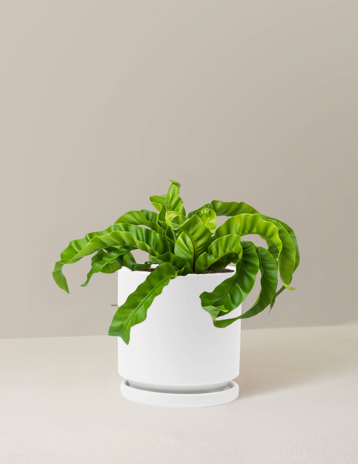Medium (5-9" tall) / Isabella (6.25" wide) / White