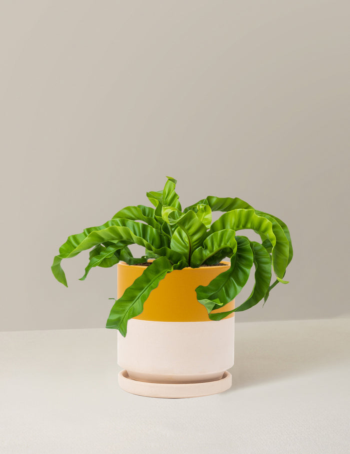 Medium (5-9" tall) / Isabella (6.25" wide) / Top Half Mustard