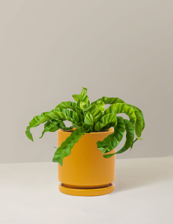 Medium (5-9" tall) / Isabella (6.25" wide) / Mustard