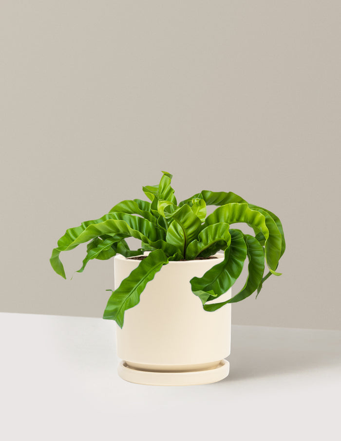 Medium (5-9" tall) / Isabella (6.25" wide) / Almond
