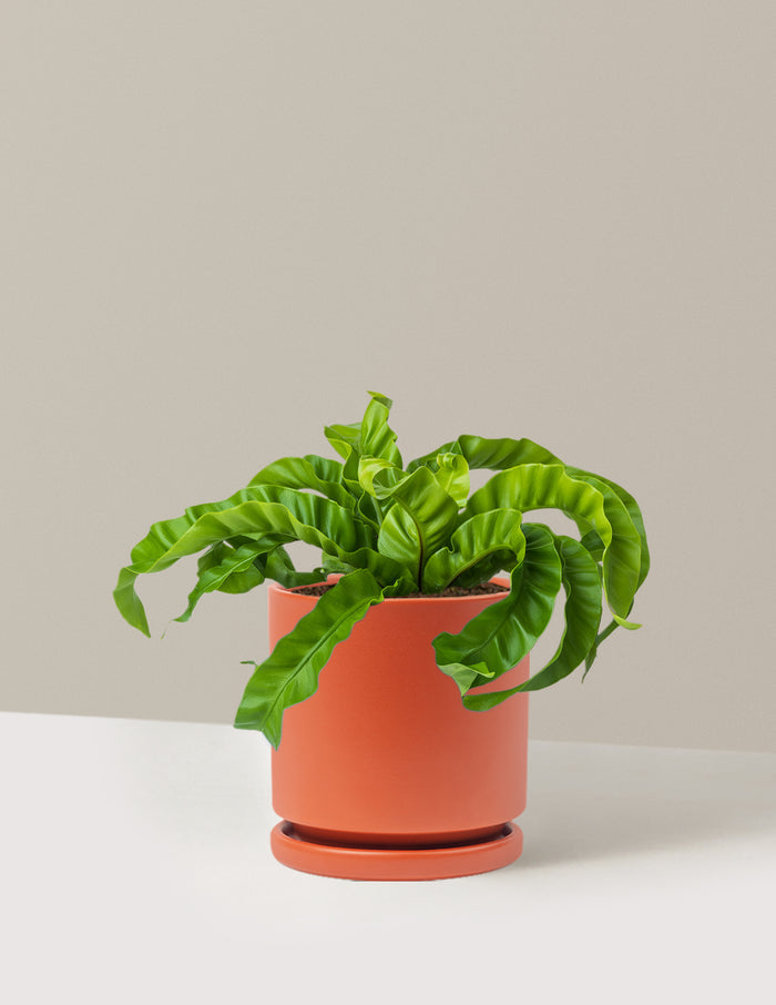 Medium (5-9" tall) / Isabella (6.25" wide) / Rust