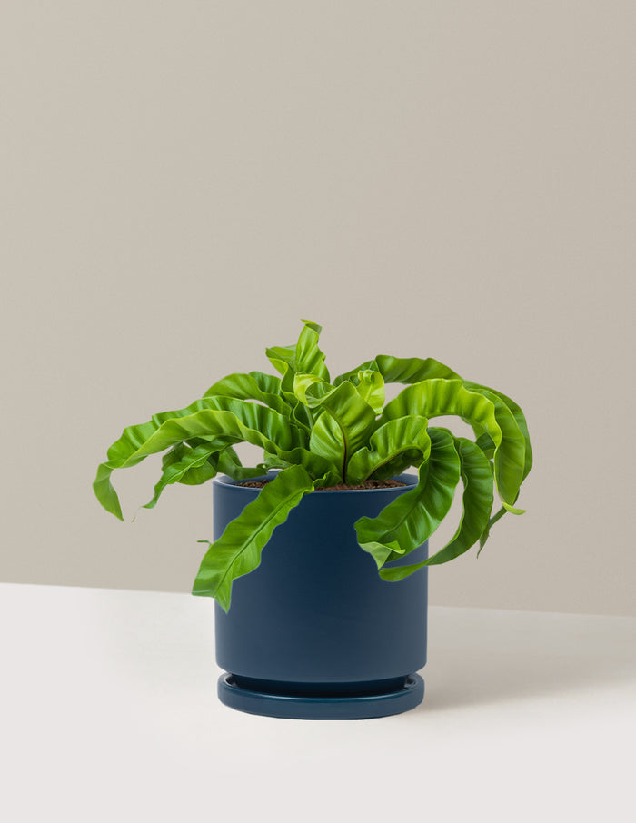 Medium (5-9" tall) / Isabella (6.25" wide) / Midnight