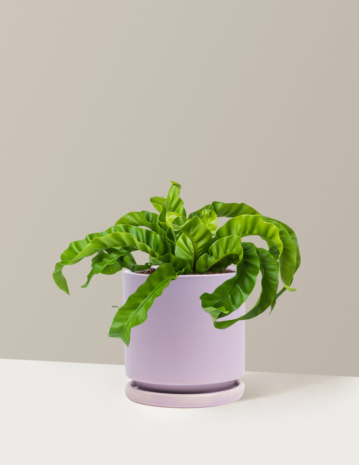 Medium (5-9" tall) / Isabella (6.25" wide) / Lavender