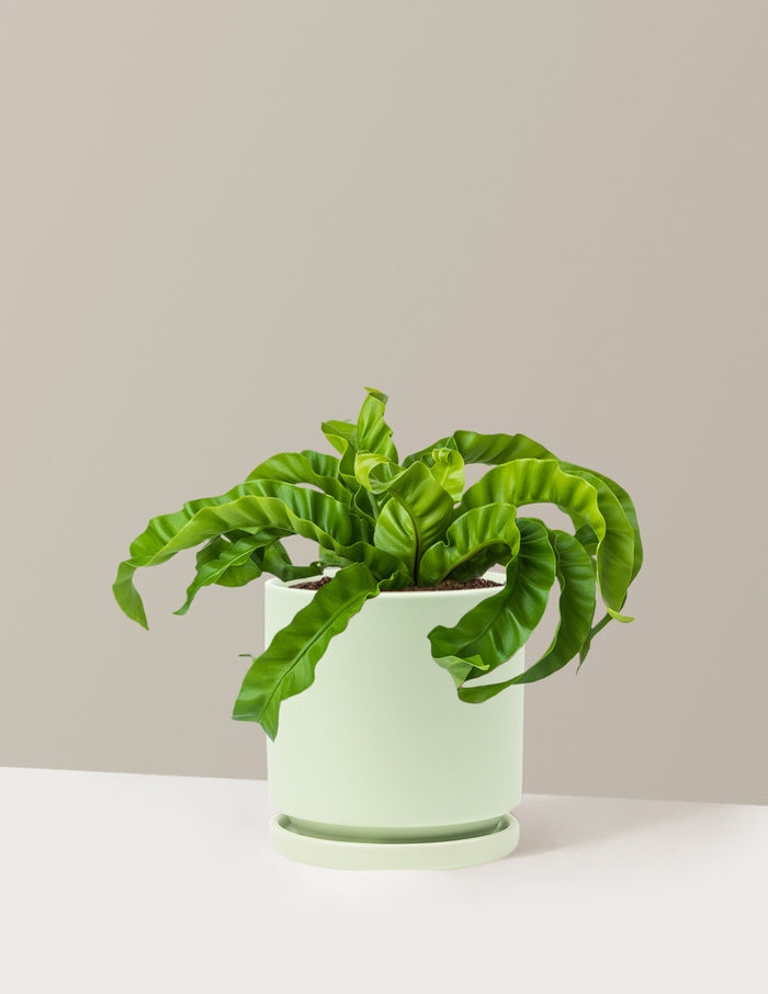 Medium (5-9" tall) / Isabella (6.25" wide) / Sage