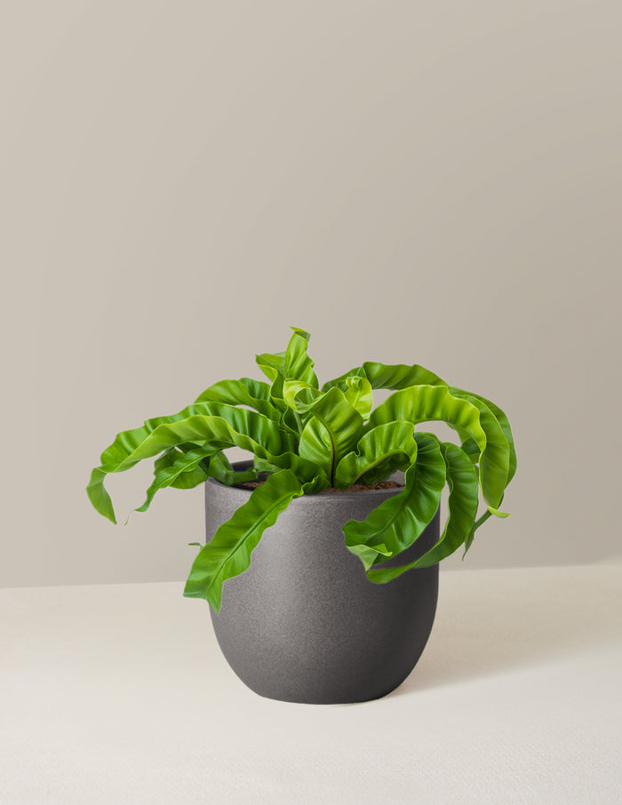 Medium (5-9" tall) / Grant (7" wide) / Black