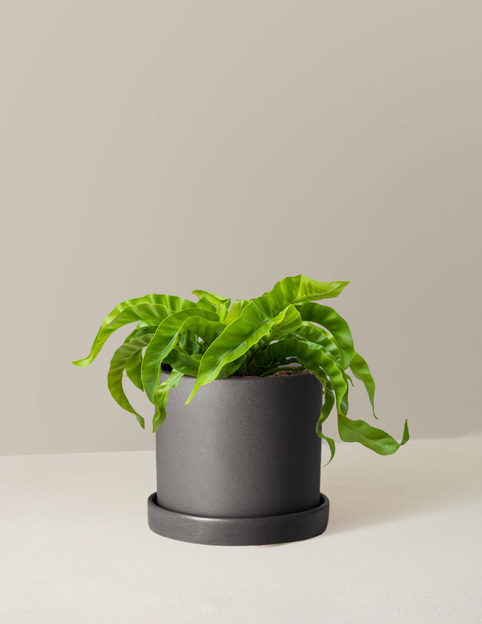 Medium (5-9" tall) / Hyde (7.5" wide) / Black
