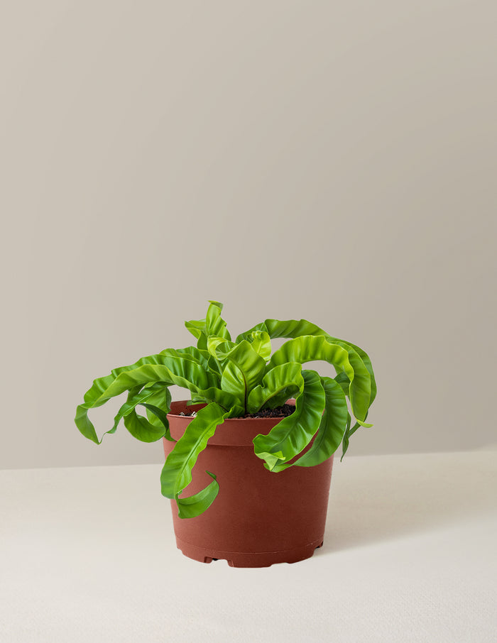 Medium (5-9" tall) / Grow Pot (6" wide) / Plastic