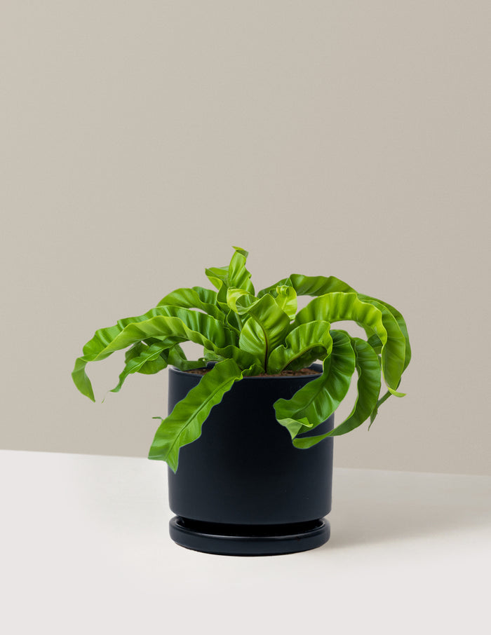Medium (5-9" tall) / Isabella (6.25" wide) / Black