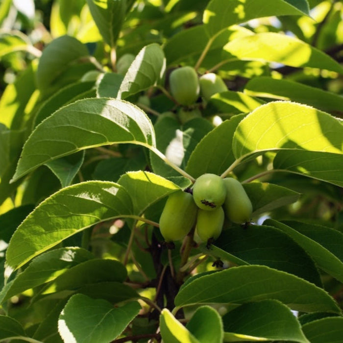Kiwi - Prolific (Self Fertile)
