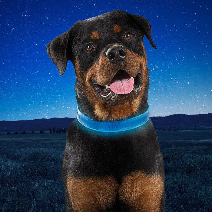 NiteDog Dog Light Collar - Medium