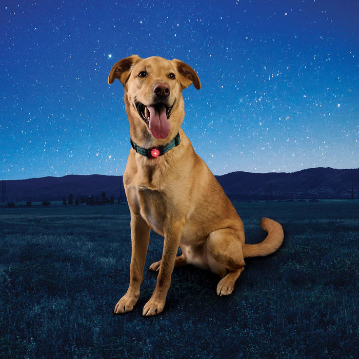 NiteDog Dog Light
