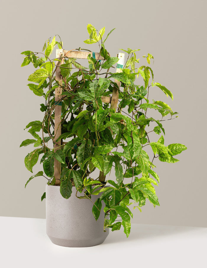 3 Gallon / Mexia (13" wide) / Cement Grey