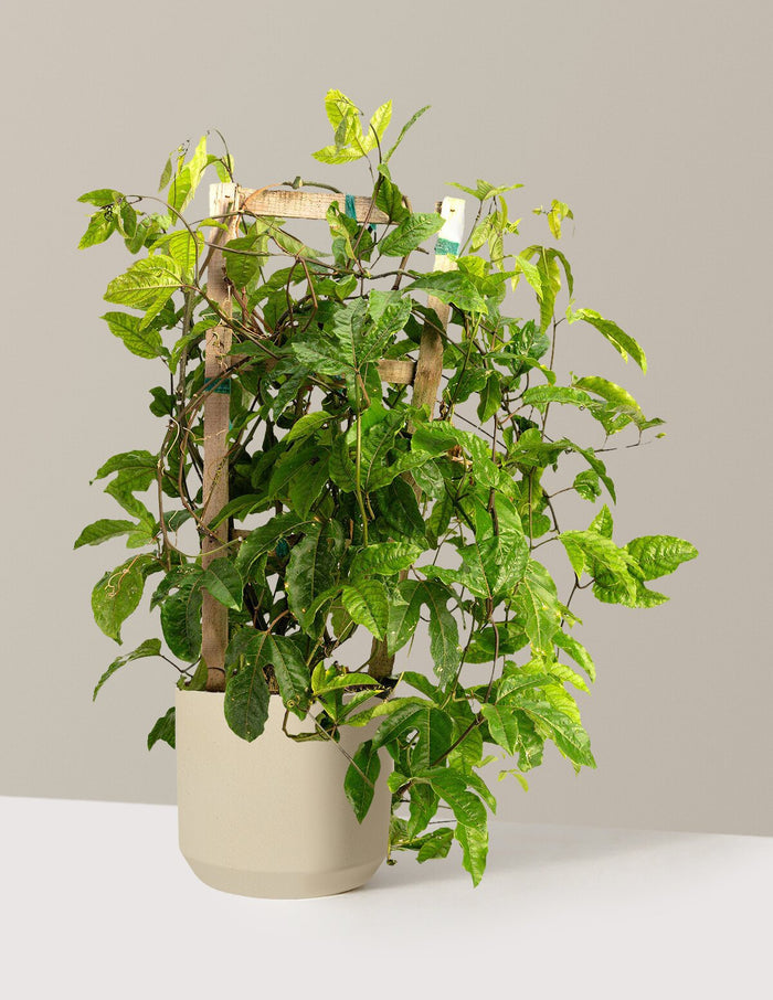 3 Gallon / Mexia (13" wide) / Sand