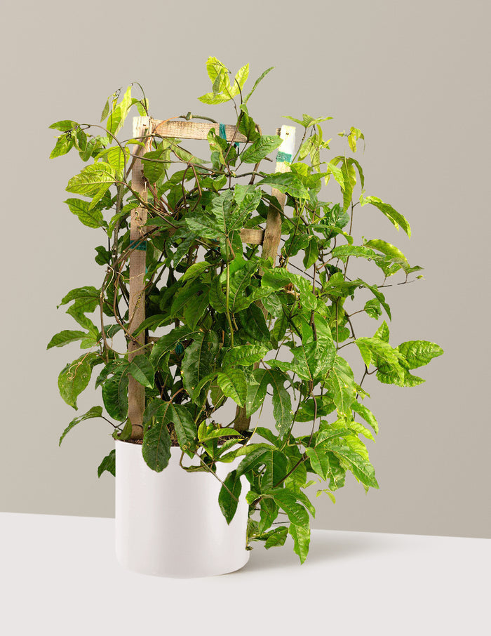 3 Gallon / Agnes (10" wide) / Cream