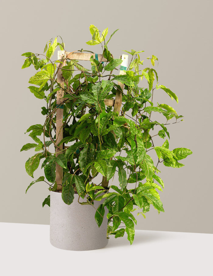3 Gallon / Agnes (10" wide) / Cement Grey
