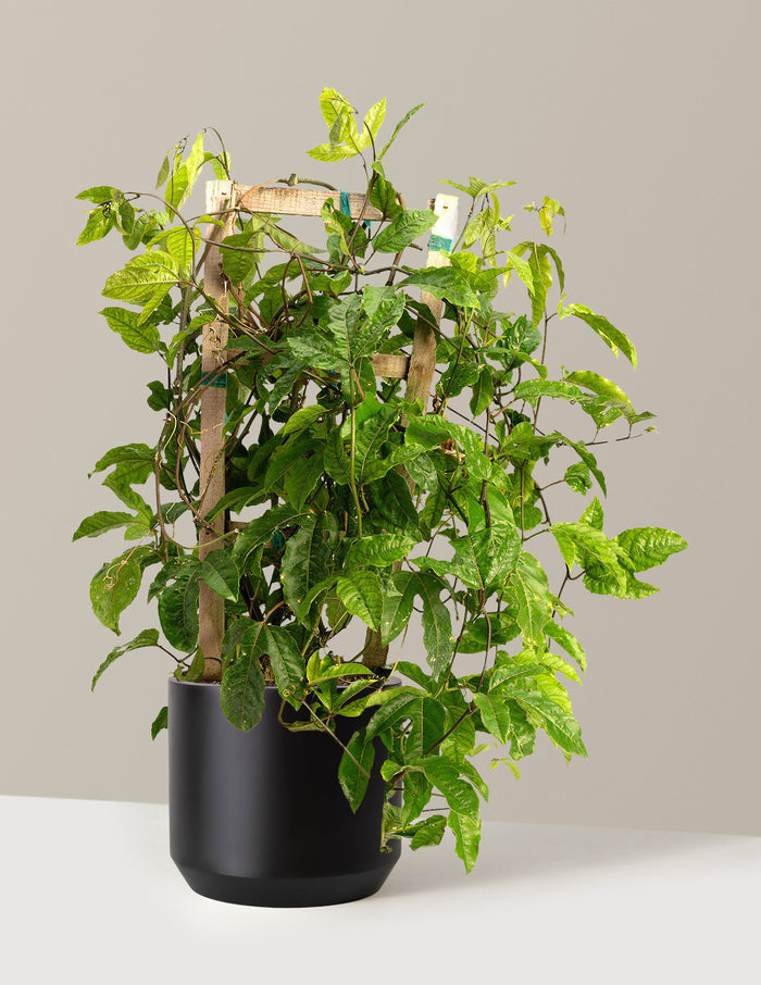 3 Gallon / Mexia (13" wide) / Black
