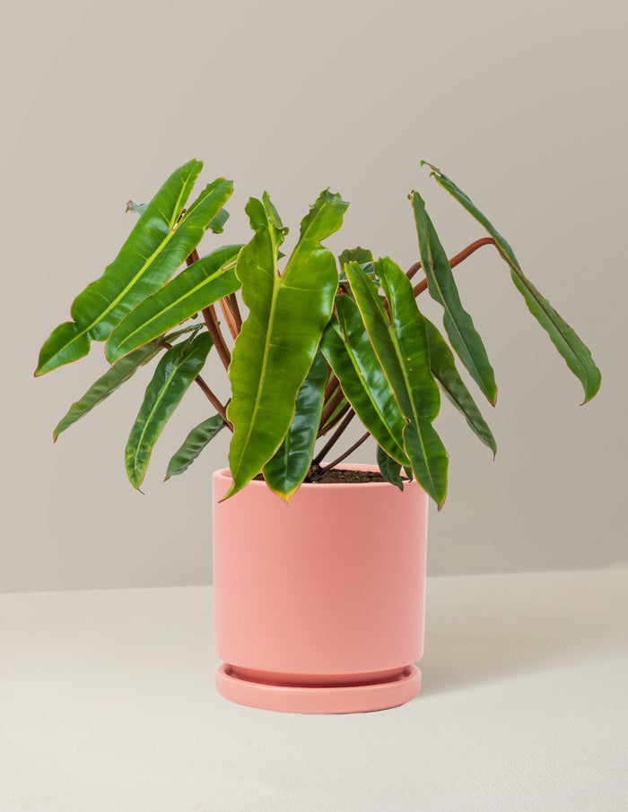 Medium (16-20" tall) / Isabella (6.25" wide) / Bubblegum