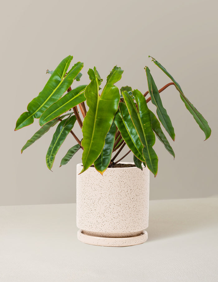 Medium (16-20" tall) / Isabella (6.25" wide) / White Sesame