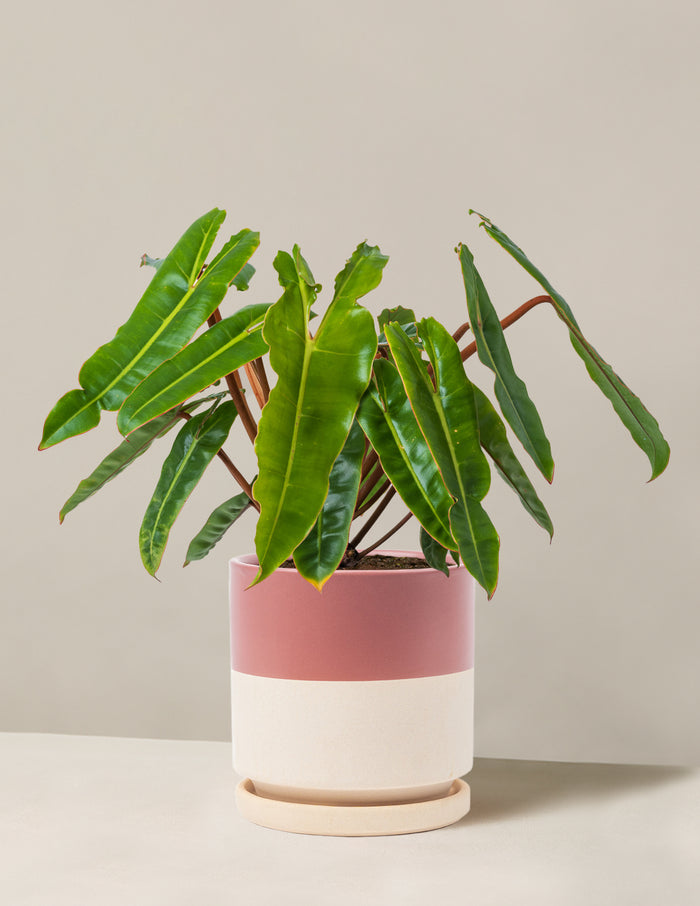 Medium (16-20" tall) / Isabella (6.25" wide) / Top Half Dusty Rose
