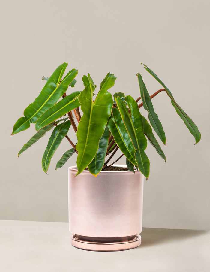 Medium (16-20" tall) / Isabella (6.25" wide) / Rose Gold