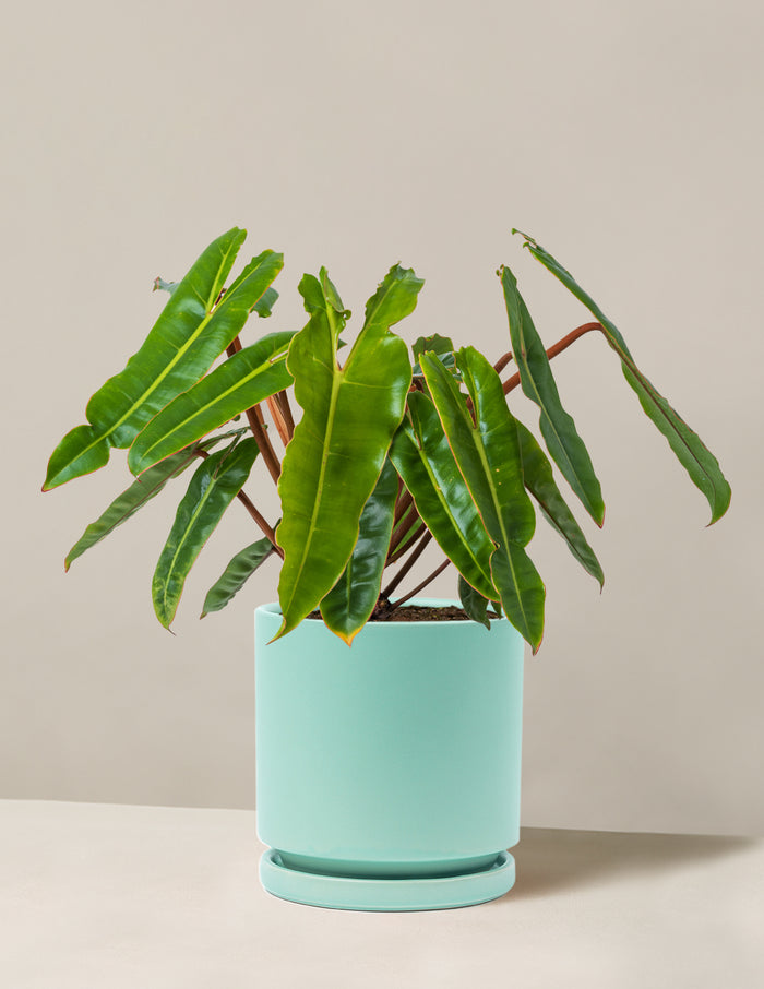 Medium (16-20" tall) / Isabella (6.25" wide) / Sea Glass
