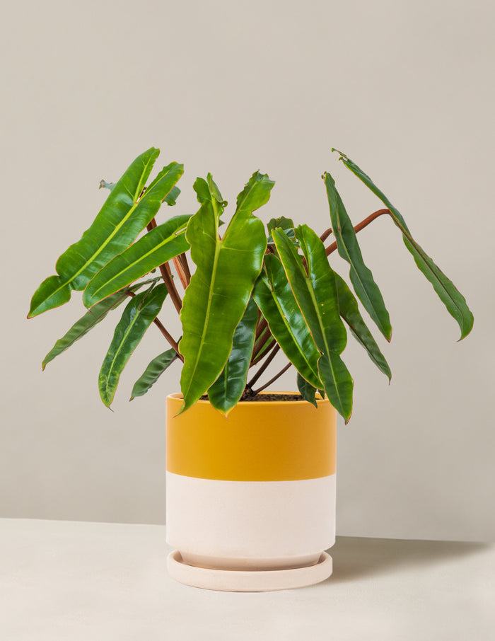 Medium (16-20" tall) / Isabella (6.25" wide) / Top Half Mustard