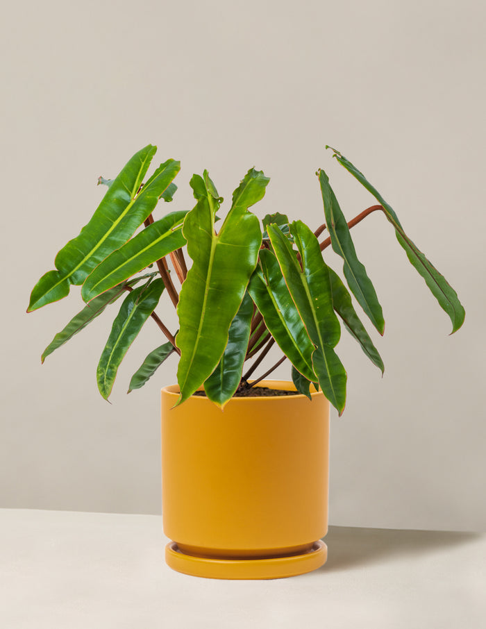 Medium (16-20" tall) / Isabella (6.25" wide) / Mustard