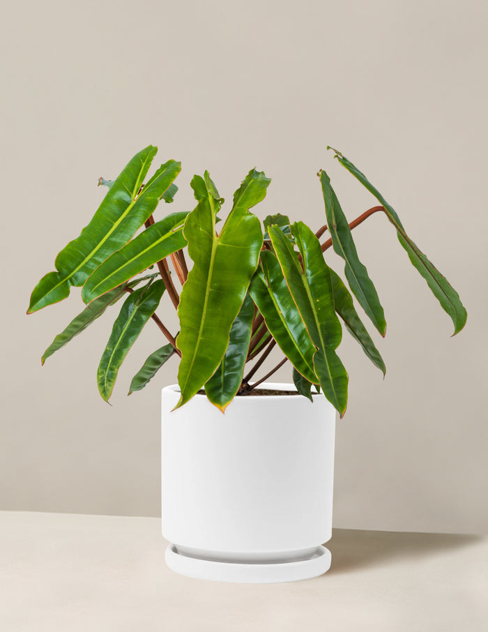 Medium (16-20" tall) / Isabella (6.25" wide) / White