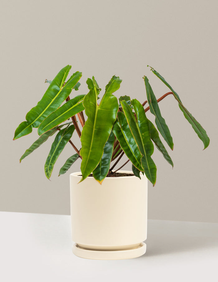 Medium (16-20" tall) / Isabella (6.25" wide) / Almond