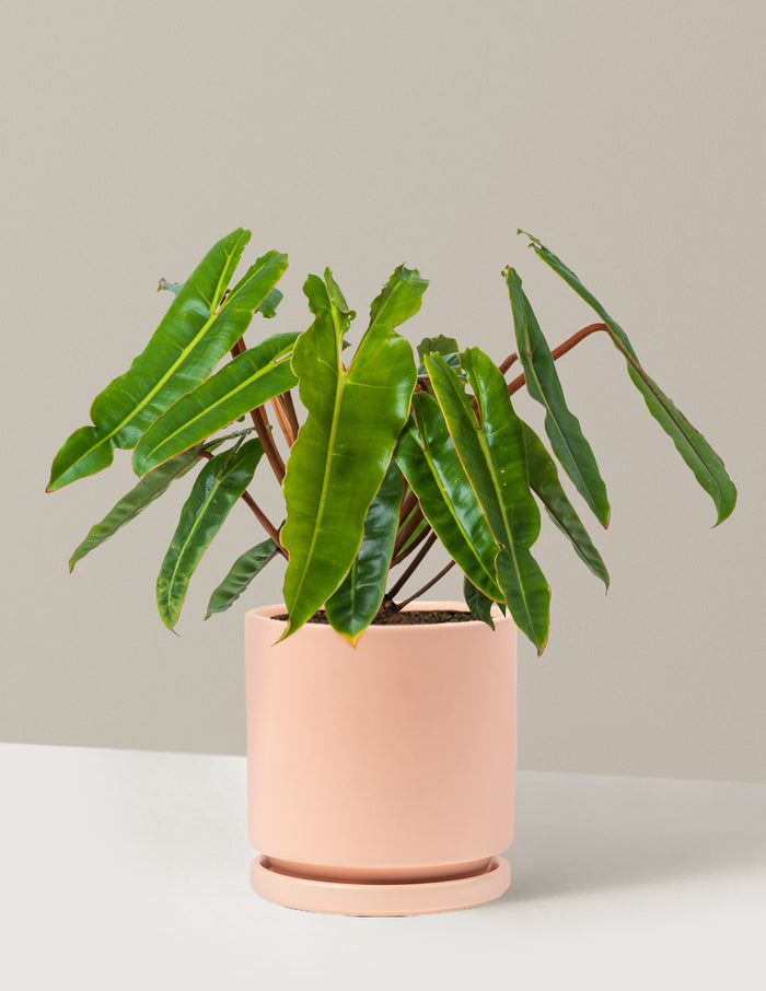 Medium (16-20" tall) / Isabella (6.25" wide) / Blush
