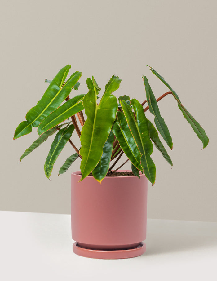 Medium (16-20" tall) / Isabella (6.25" wide) / Dusty Rose