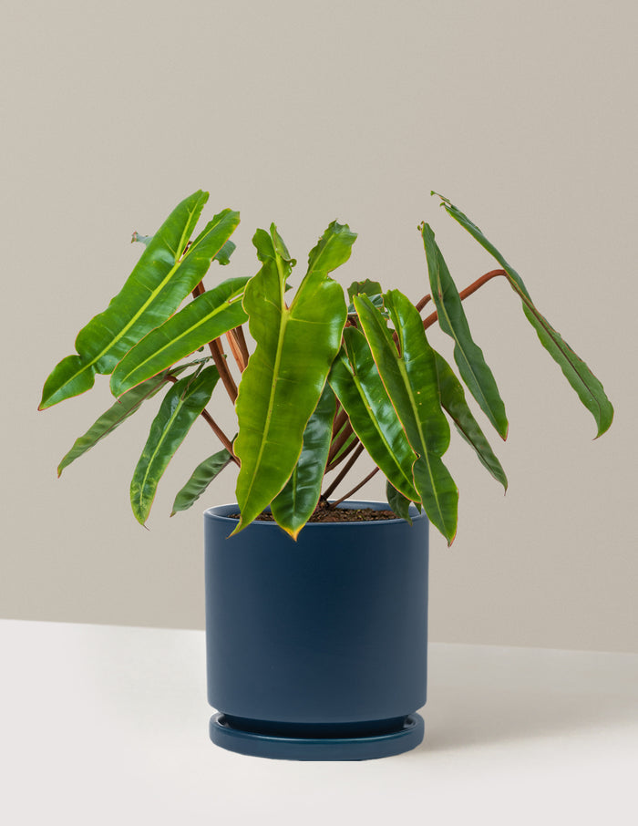 Medium (16-20" tall) / Isabella (6.25" wide) / Midnight