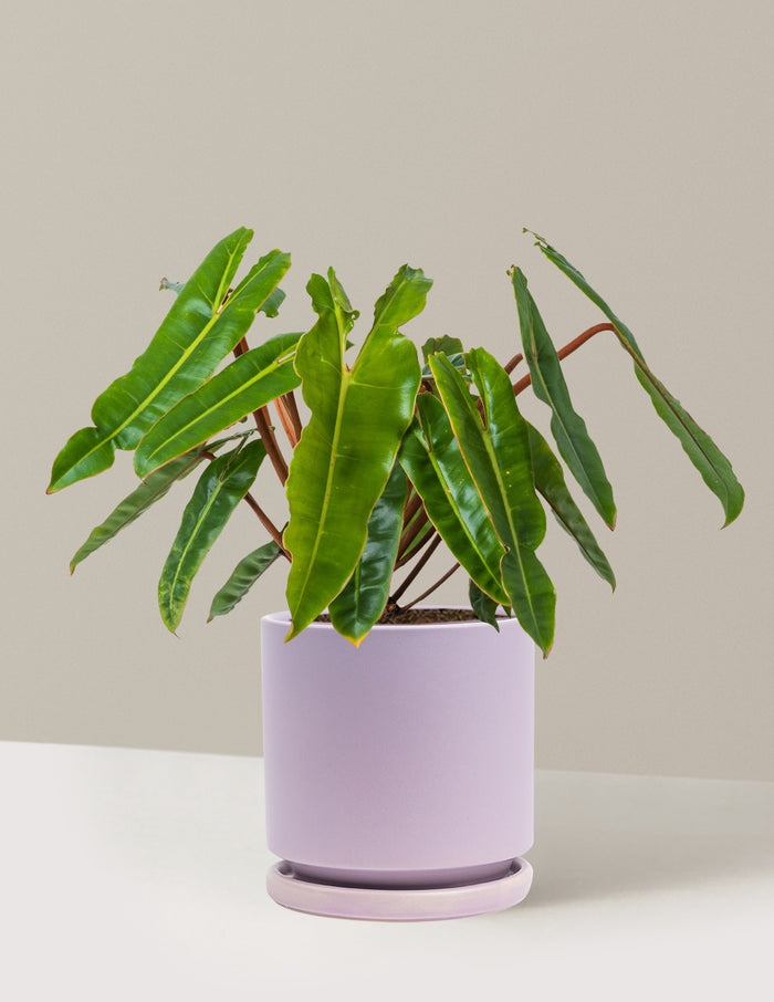 Medium (16-20" tall) / Isabella (6.25" wide) / Lavender