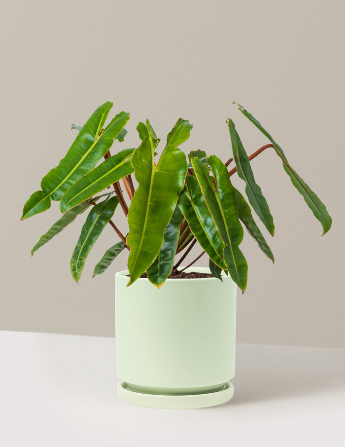 Medium (16-20" tall) / Isabella (6.25" wide) / Sage