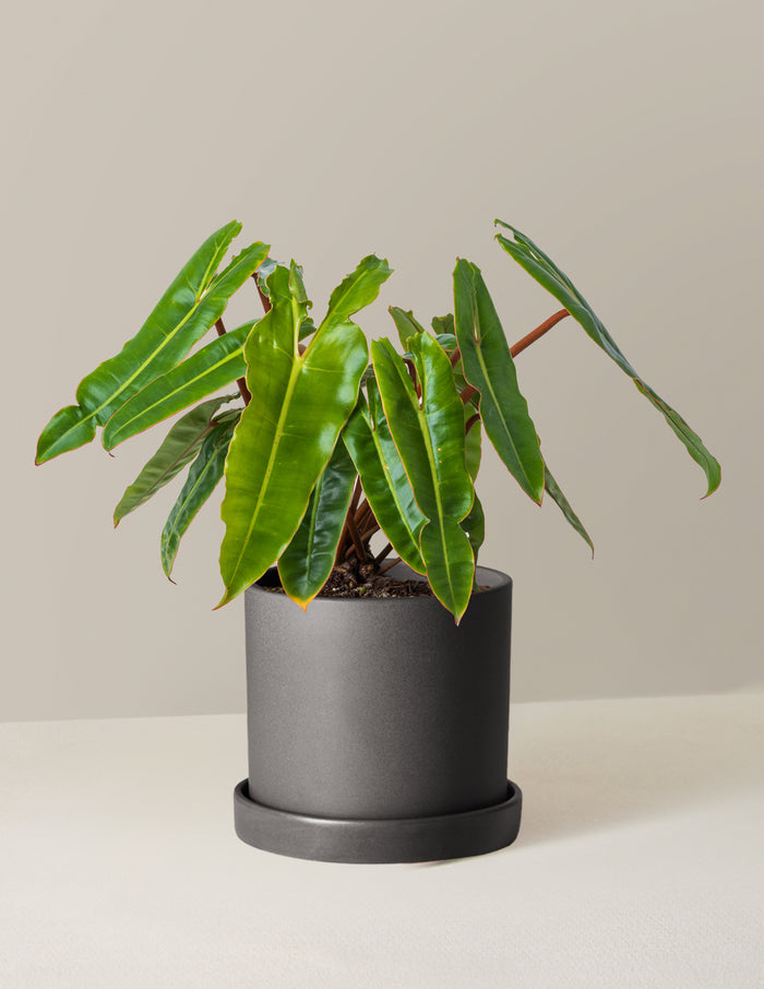 Medium (16-20" tall) / Hyde (7.5" wide) / Black