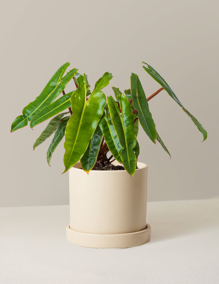 Medium (16-20" tall) / Hyde (7.5" wide) / Cream